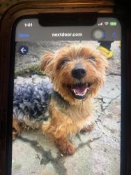 Lost Male Dog last seen hanna dr , Memphis, TN 38128