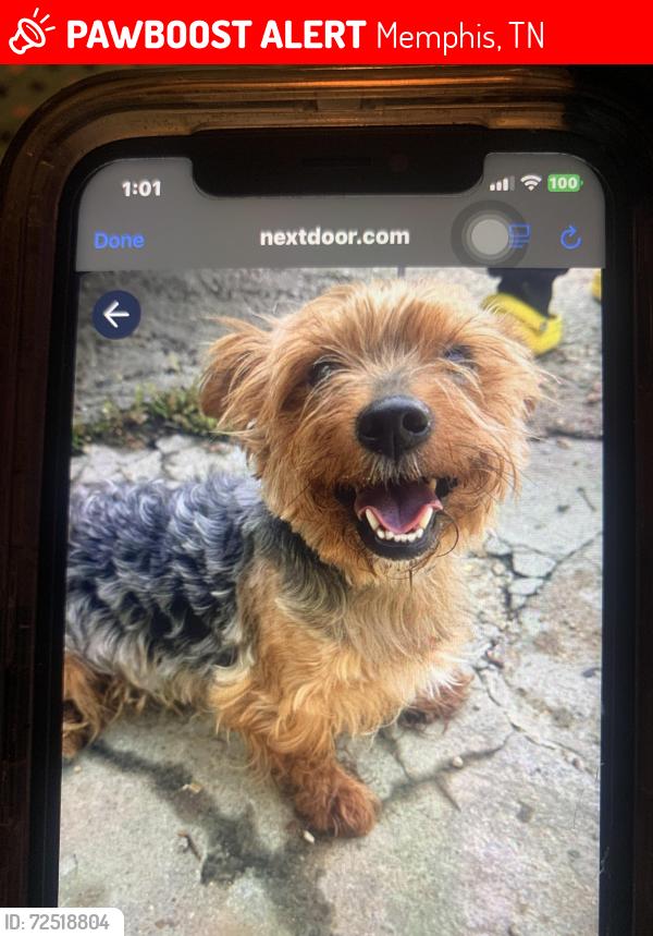 Lost Male Dog last seen hanna dr , Memphis, TN 38128