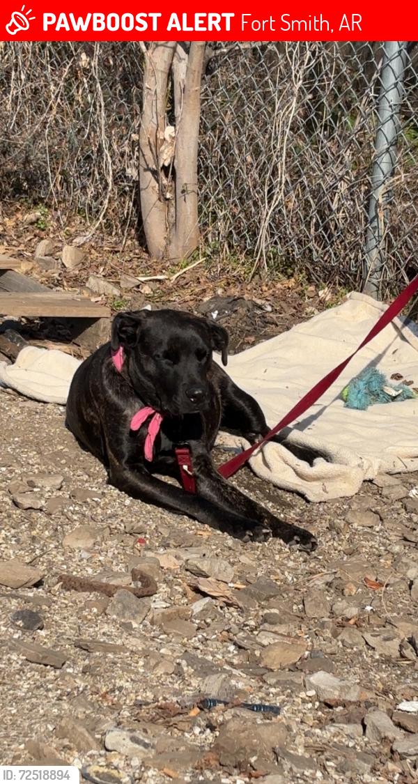 Lost Female Dog last seen S 5th St and S E st, Fort Smith, AR 72901