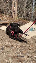 Lost Female Dog last seen S 5th St and S E st, Fort Smith, AR 72901