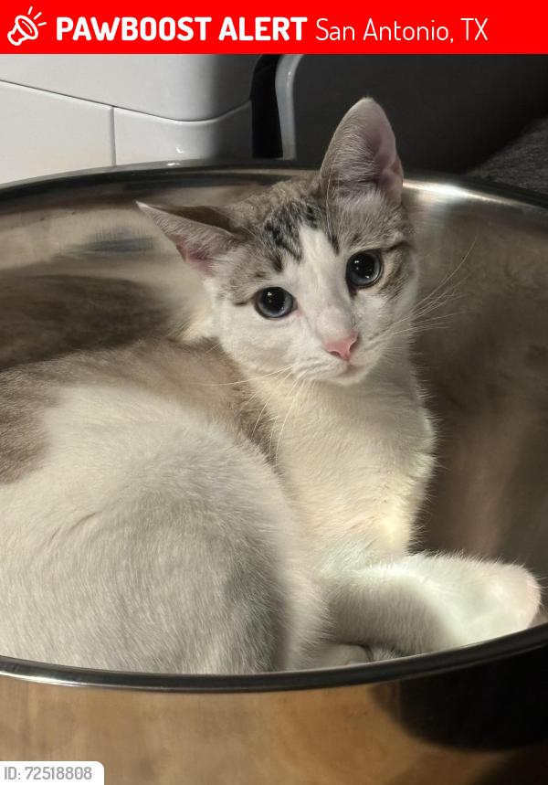 Lost Male Cat last seen Caddo and Ute, San Antonio, TX 78211