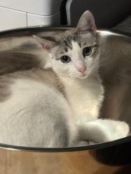 Lost Male Cat last seen Caddo and Ute, San Antonio, TX 78211