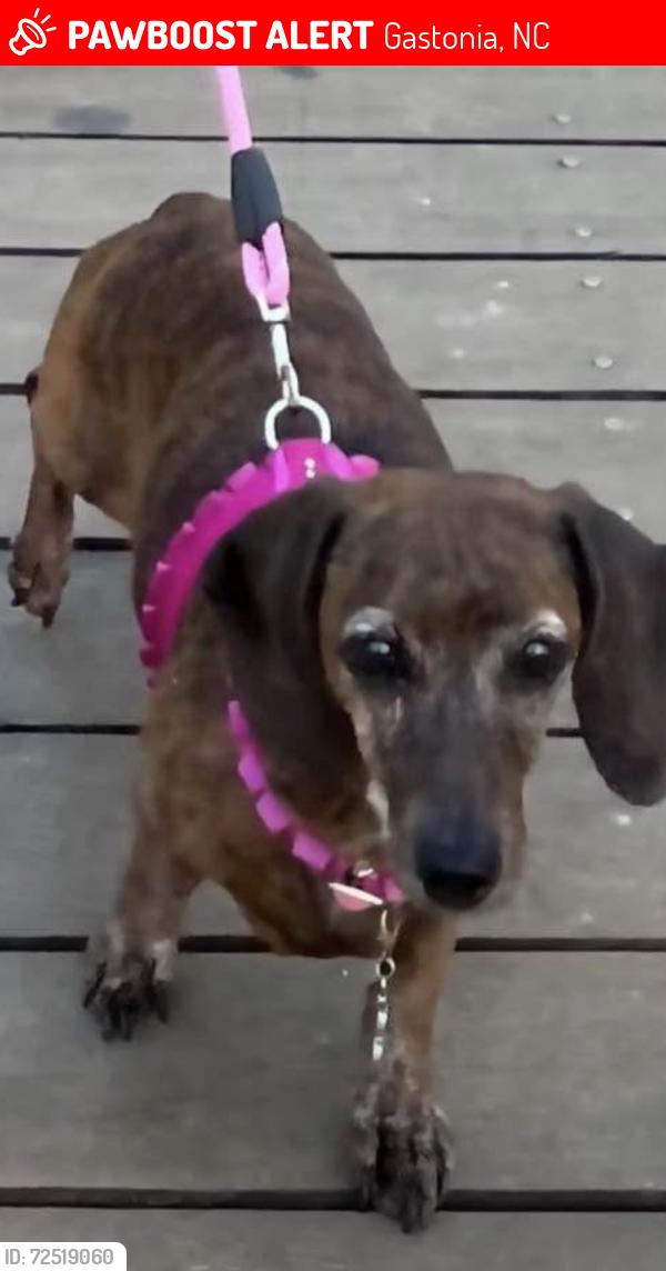 Lost Female Dog last seen Hwy 321 and Carolina Ave Gastonia NC, Gastonia, NC 28052