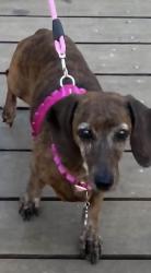 Lost Female Dog last seen Hwy 321 and Carolina Ave Gastonia NC, Gastonia, NC 28052