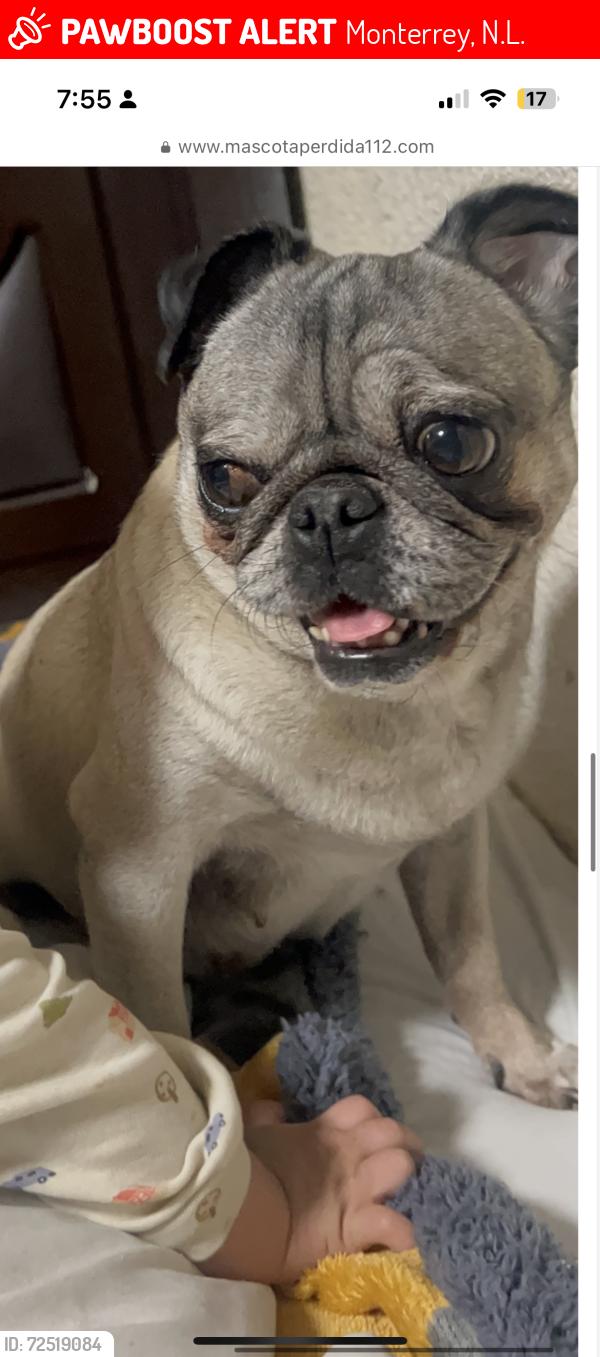 Lost Female Dog last seen Felix u Gómez, Monterrey, N.L. 