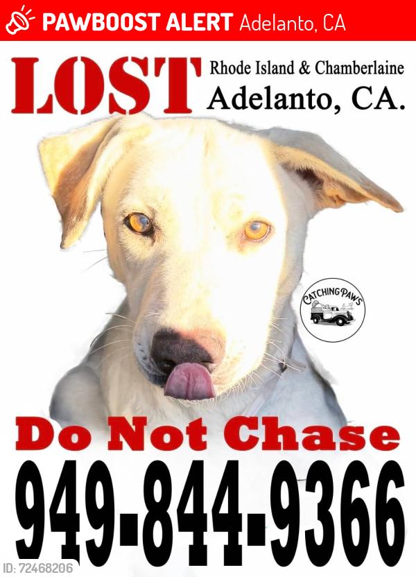 Lost Female Dog last seen Chamberlain and Rhode Island , Adelanto, CA 92301
