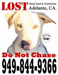 Lost Female Dog last seen Chamberlain and Rhode Island , Adelanto, CA 92301