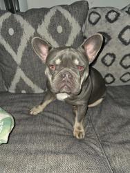 Lost Unknown Dog last seen Near clbh Dr west palm beach fl 33409, West Palm Beach, FL 33409