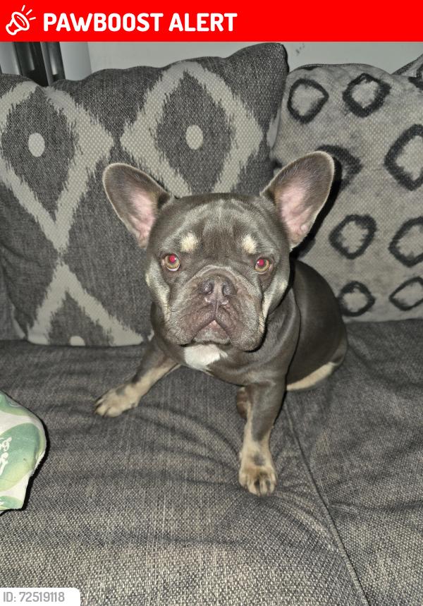 Lost Unknown Dog last seen Near clbh Dr west palm beach fl 33409, West Palm Beach, FL 33409