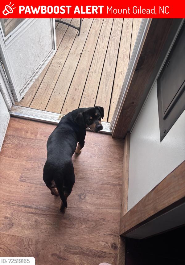 Lost Male Dog last seen Water Treatment Plant, Hydro Dam, Lilly’s bridge Bait & Tackle shop, Mount Gilead, NC 27306