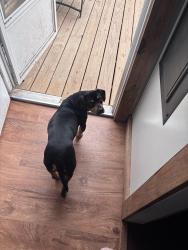 Lost Male Dog last seen Water Treatment Plant, Hydro Dam, Lilly’s bridge Bait & Tackle shop, Mount Gilead, NC 27306