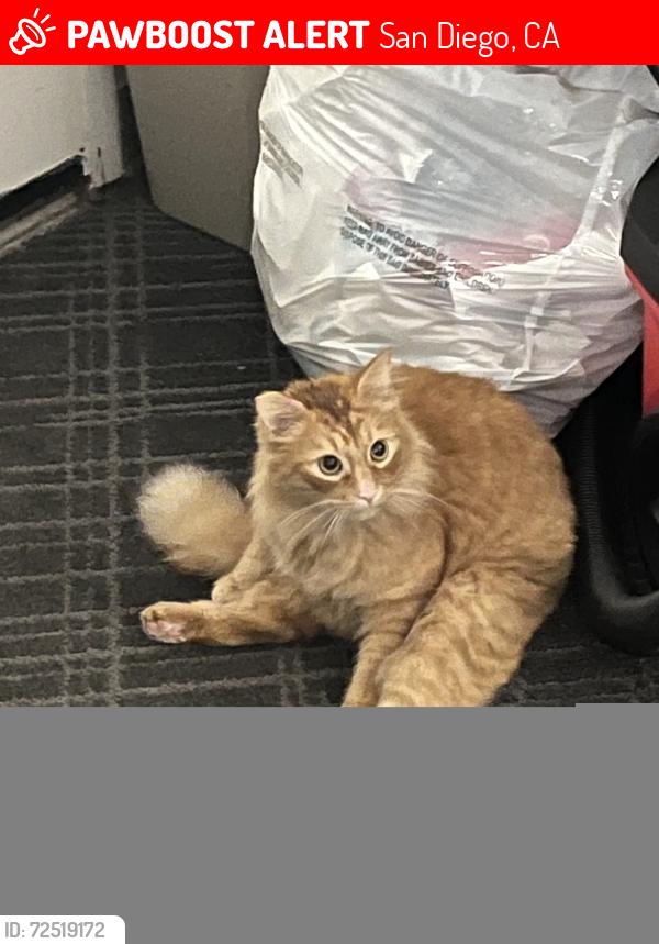 Lost Male Cat last seen Hazard center Dr , San Diego, CA 92108