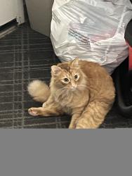 Lost Male Cat last seen Hazard center Dr , San Diego, CA 92108