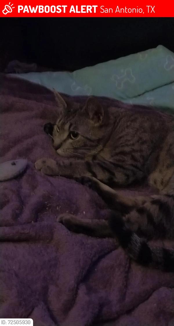 Lost Female Cat last seen Across the street of Heritage Duck Pond Park, San Antonio, TX 78245
