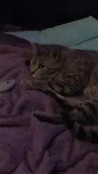 Lost Female Cat last seen Across the street of Heritage Duck Pond Park, San Antonio, TX 78245