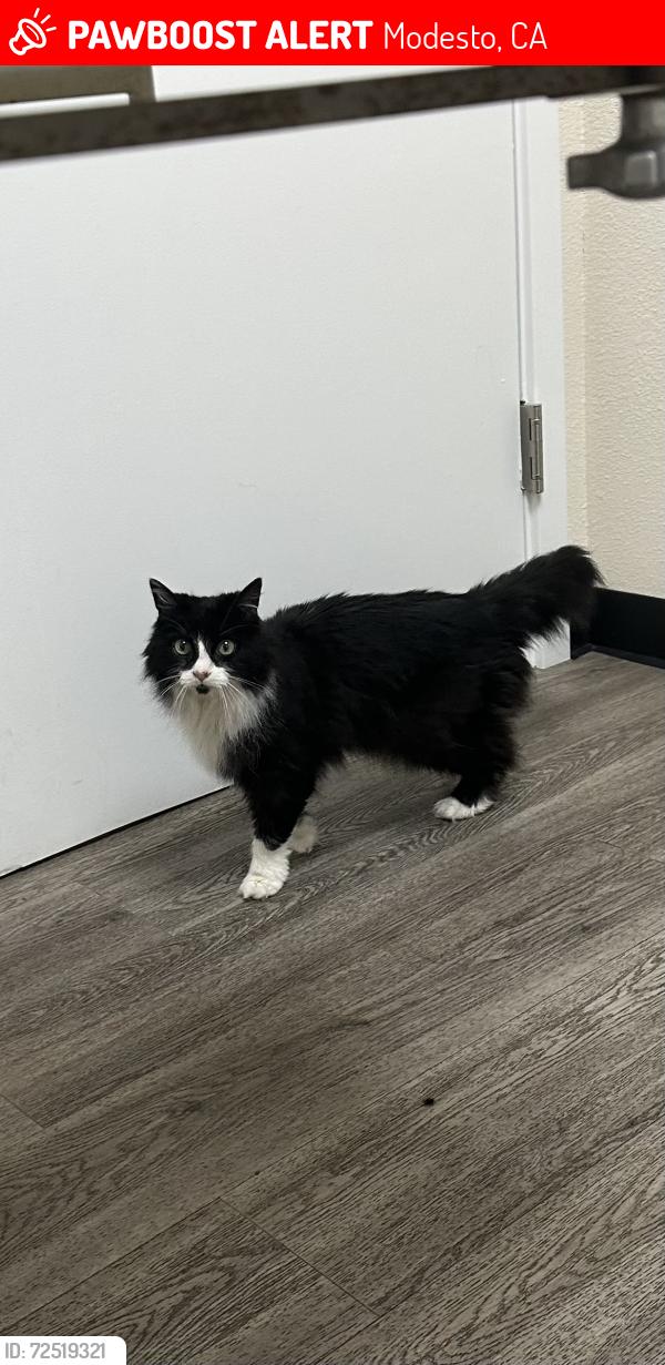 Lost Female Cat last seen Neptune, Modesto, CA 95355