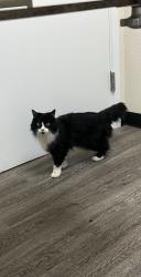 Lost Female Cat last seen Neptune, Modesto, CA 95355