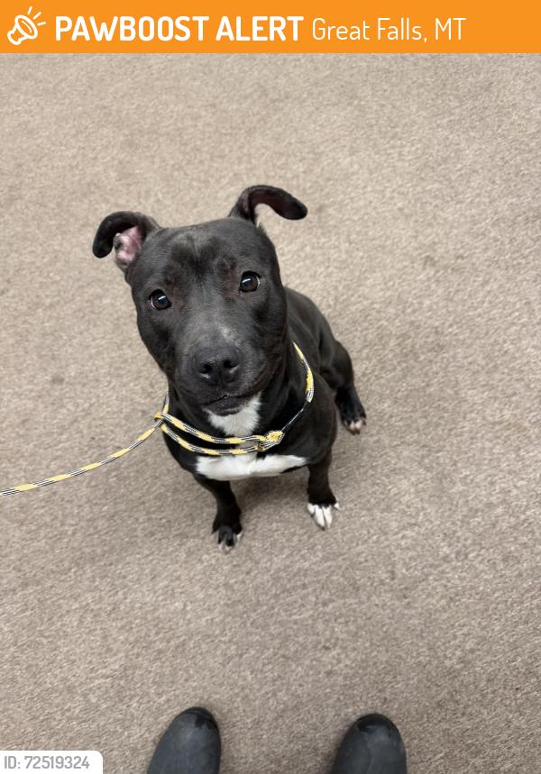 Found/Stray Female Dog last seen Inside Great Falls RV Park Campground, Great Falls, MT 59404