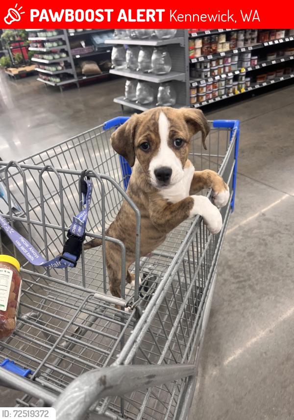 Lost Male Dog last seen Rainier St & W 8th Pl, Kennewick, WA 99336