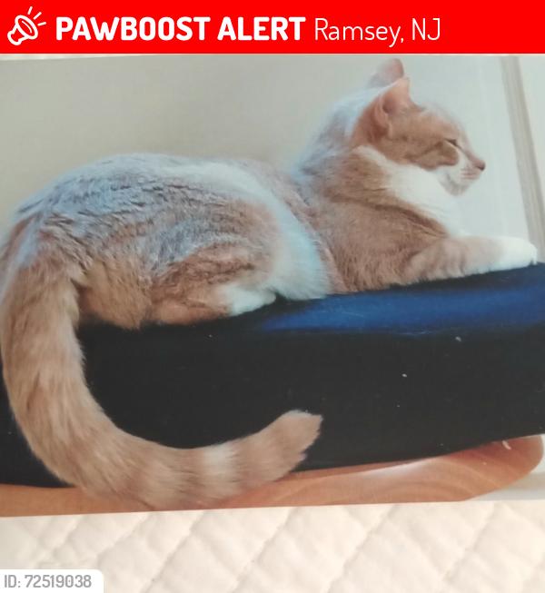 Lost Female Cat last seen Near Snyder Ave- near Garland Ave , Ramsey, NJ 07446