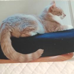 Lost Female Cat last seen Near Snyder Ave- near Garland Ave , Ramsey, NJ 07446