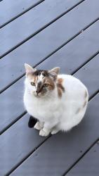 Found/Stray Female Cat last seen Sunset Grove neighborhood, Pittsboro, NC 27312