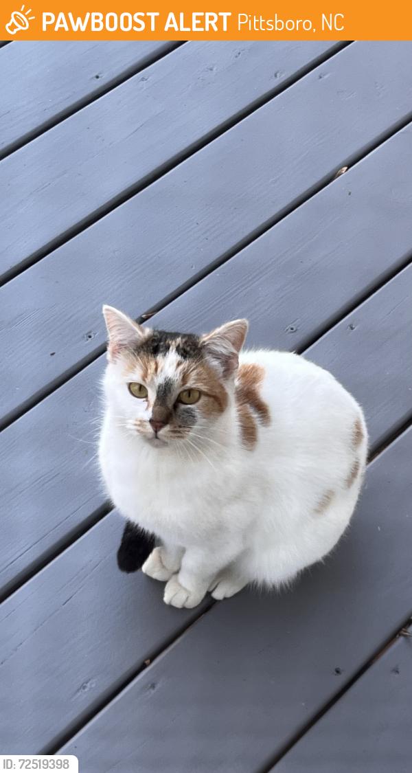 Found/Stray Female Cat last seen Sunset Grove neighborhood, Pittsboro, NC 27312