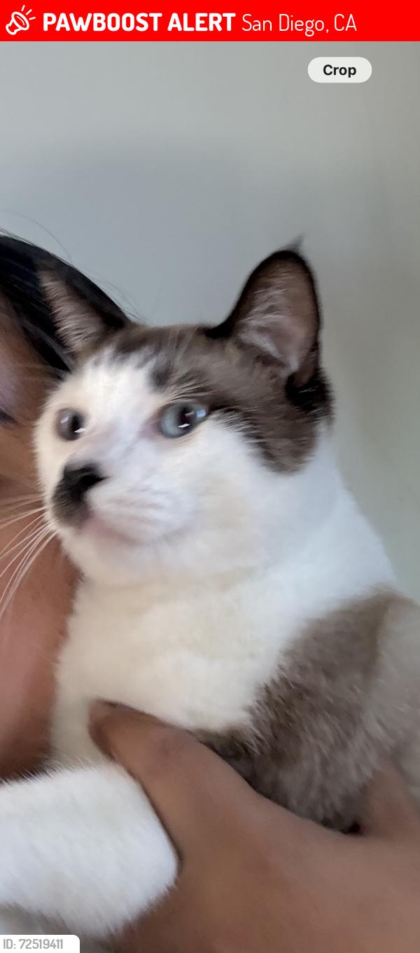 Lost Male Cat last seen 3044Chavez Road SD Ca. , San Diego, CA 92154