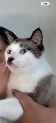 Lost Male Cat last seen 3044Chavez Road SD Ca. , San Diego, CA 92154