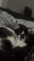 Lost Female Cat last seen Near phoenix drive, Morganton, NC 28655