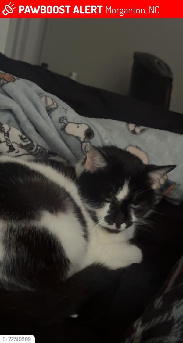 Lost Female Cat last seen Near phoenix drive, Morganton, NC 28655