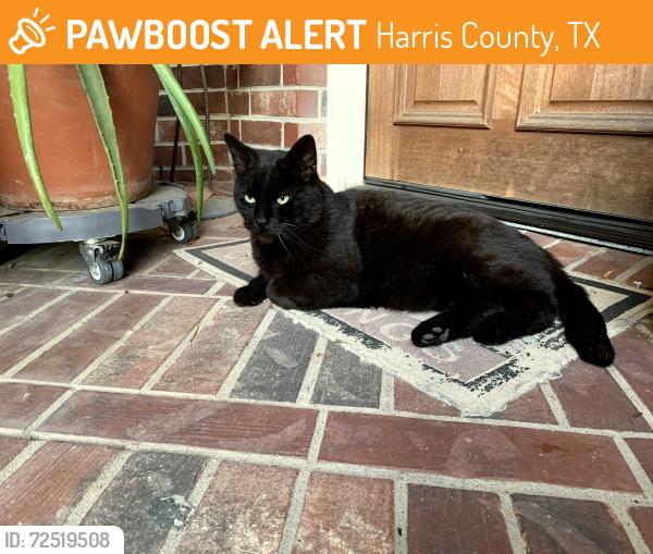 Found/Stray Male Cat last seen Sunny Point Drive and Megan Springs Drive, Harris County, TX 77379