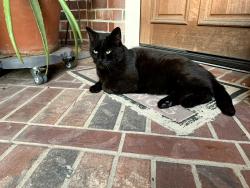 Found/Stray Male Cat last seen Sunny Point Drive and Megan Springs Drive, Harris County, TX 77379