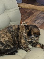 Lost Female Cat last seen Wheelersburg Animal hosp, Wheelersburg, OH 45662
