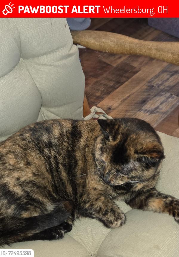 Lost Female Cat last seen Wheelersburg Animal hosp, Wheelersburg, OH 45662