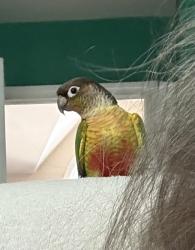Lost Unknown Bird last seen Off of Oxford Road, Chester County, PA 19363