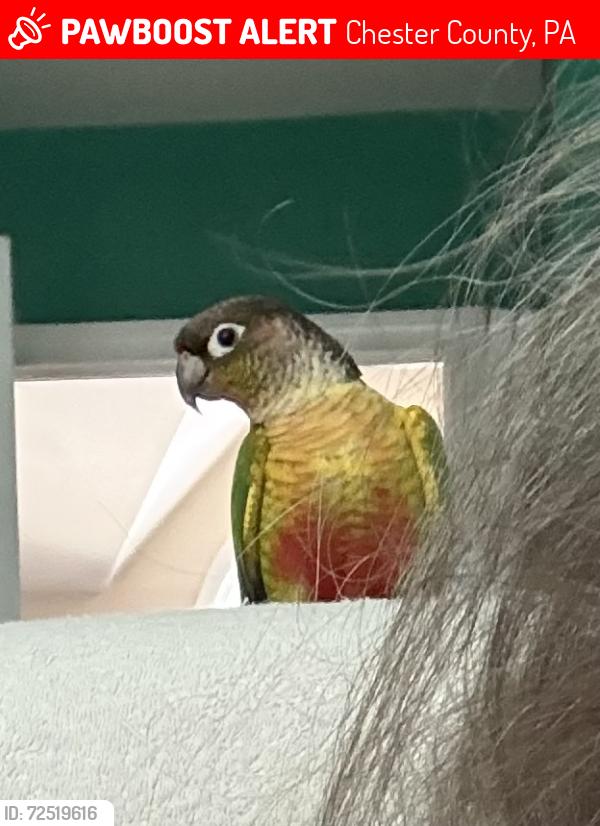 Lost Unknown Bird last seen Off of Oxford Road, Chester County, PA 19363