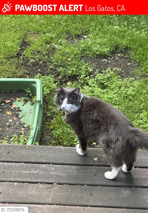 Lost Male Cat last seen Harwood Rd near Belridge, Los Gatos, CA 95124