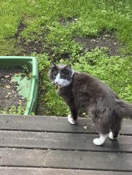 Lost Male Cat last seen Harwood Rd near Belridge, Los Gatos, CA 95124