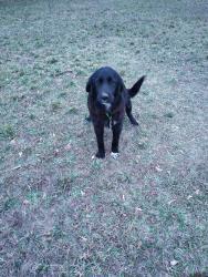 Lost Male Dog last seen Near and West parker rd, Parker, SC 29617