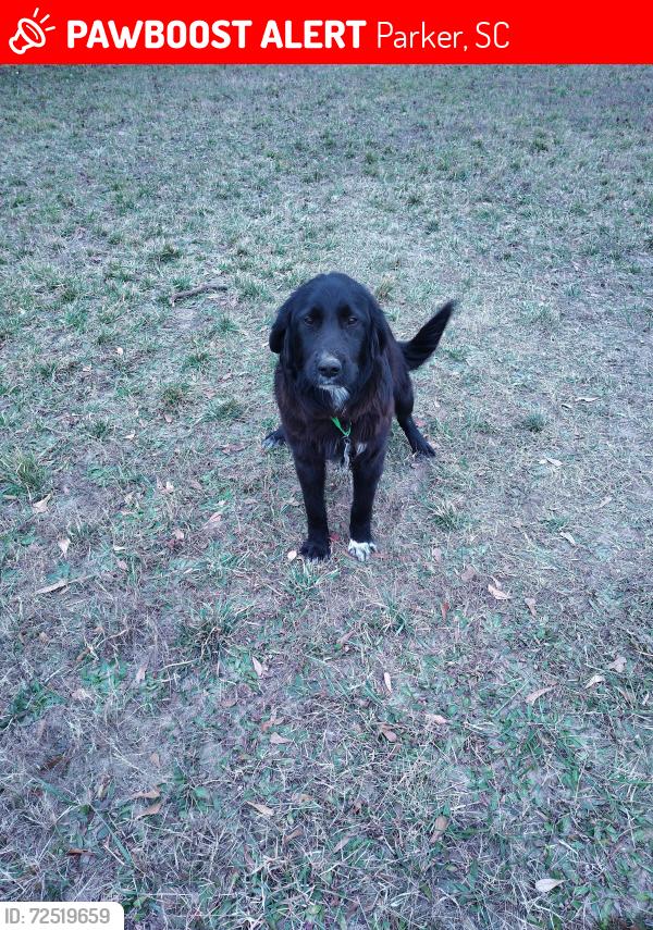 Lost Male Dog last seen Near and West parker rd, Parker, SC 29617
