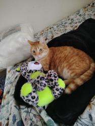 Lost Male Cat last seen Galloway /Parkmount , Mesquite, TX 75149