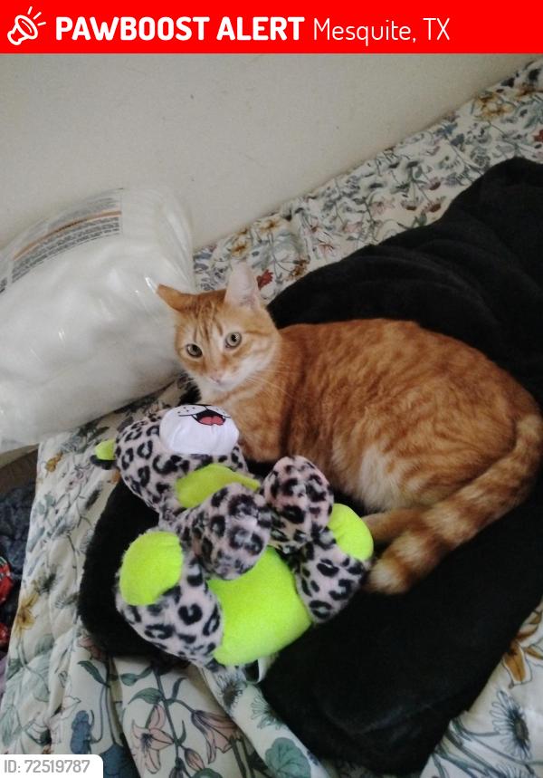 Lost Male Cat last seen Galloway /Parkmount , Mesquite, TX 75149