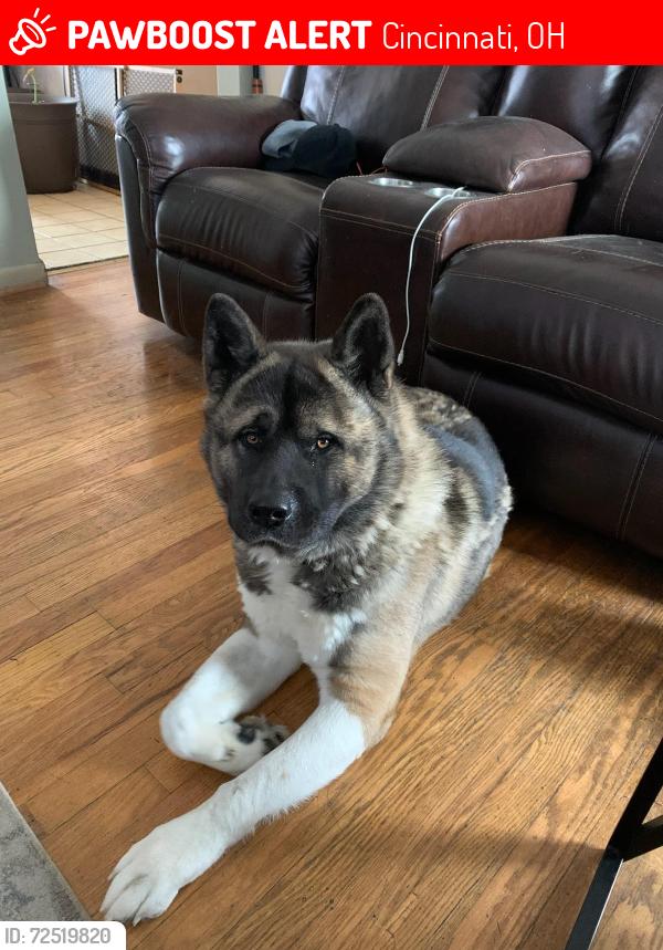 Lost Male Dog last seen Saffer, Cincinnati, OH 45225