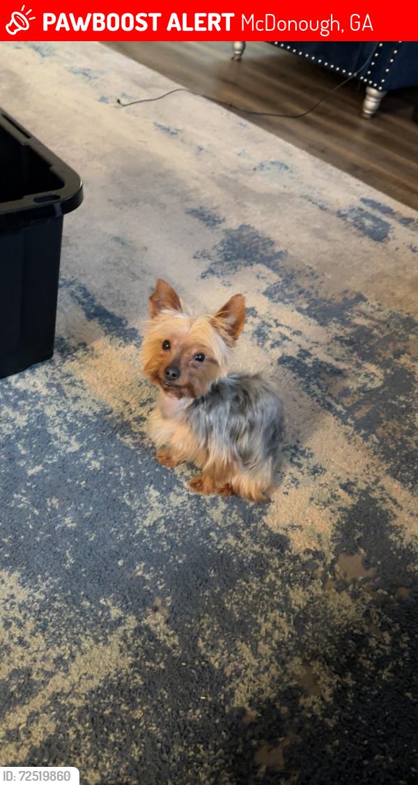 Lost Male Dog last seen Bridges Rd. & Jewell Ct, McDonough, GA 30253