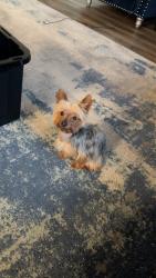 Lost Male Dog last seen Bridges Rd. & Jewell Ct, McDonough, GA 30253