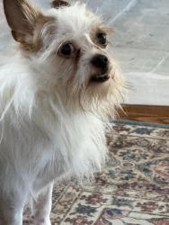 Found/Stray Unknown Dog last seen Neshoba, Germantown, TN 38138