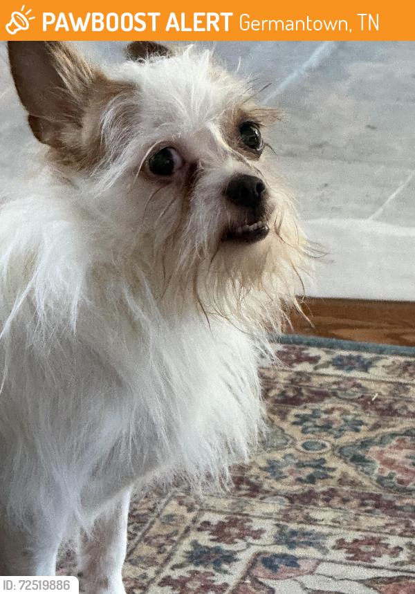 Found/Stray Unknown Dog last seen Neshoba, Germantown, TN 38138