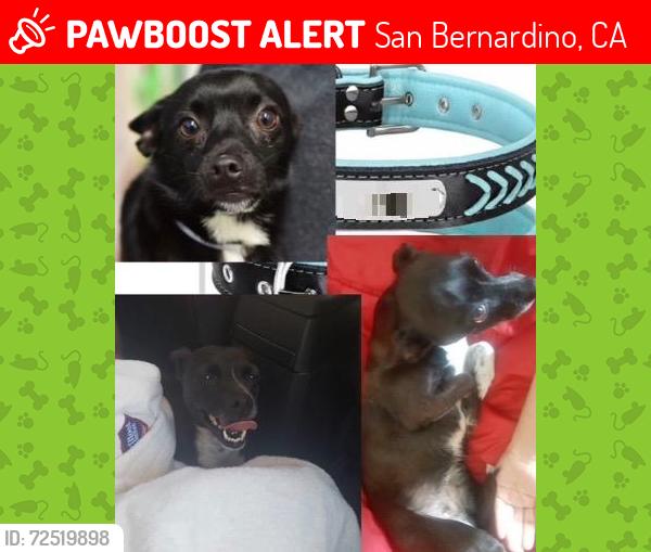 Lost Female Dog last seen Rialto Ave /Rancho Ave, San Bernardino, CA 92410