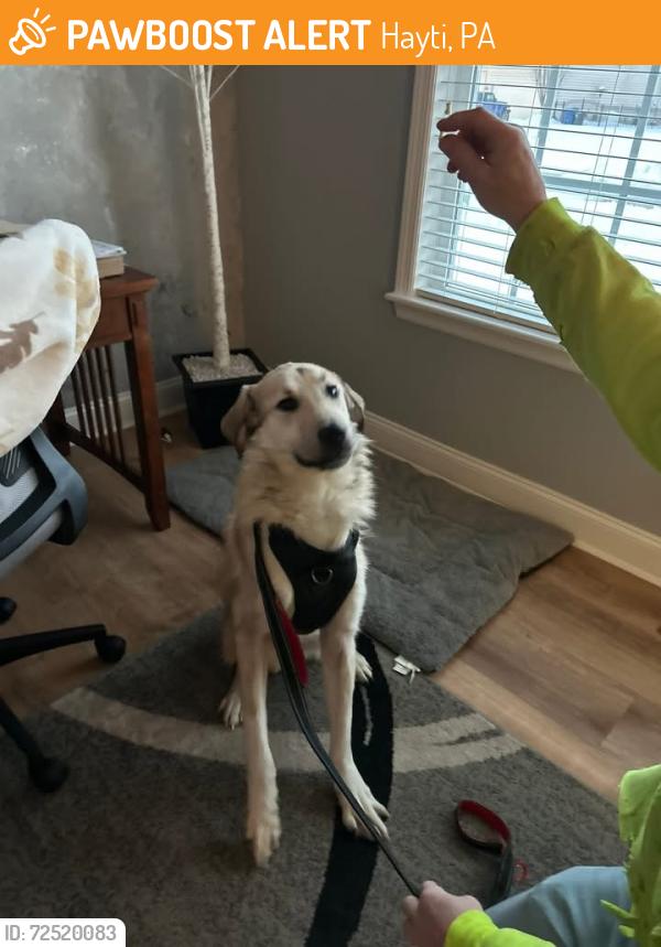 Found/Stray Male Dog last seen Dague farm drive , Hayti, PA 19320